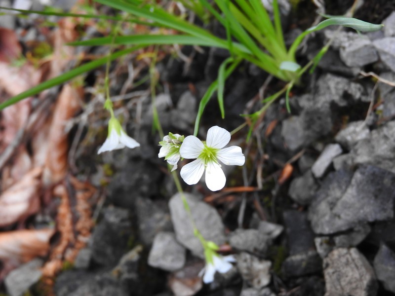 Cherleria langii photo 2