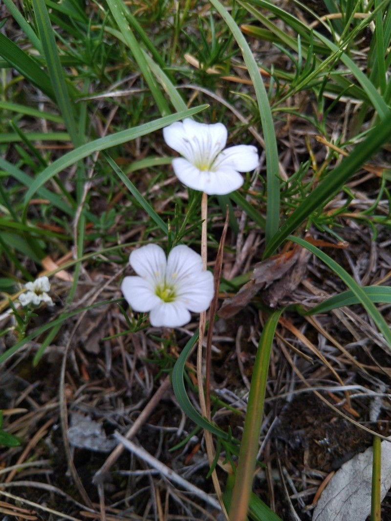 Cherleria langii photo 3