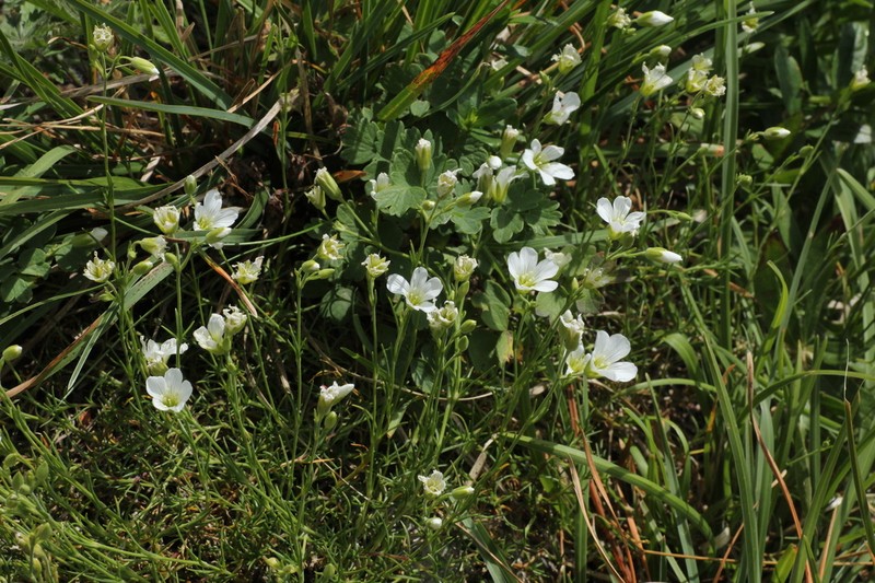 Cherleria langii photo 4
