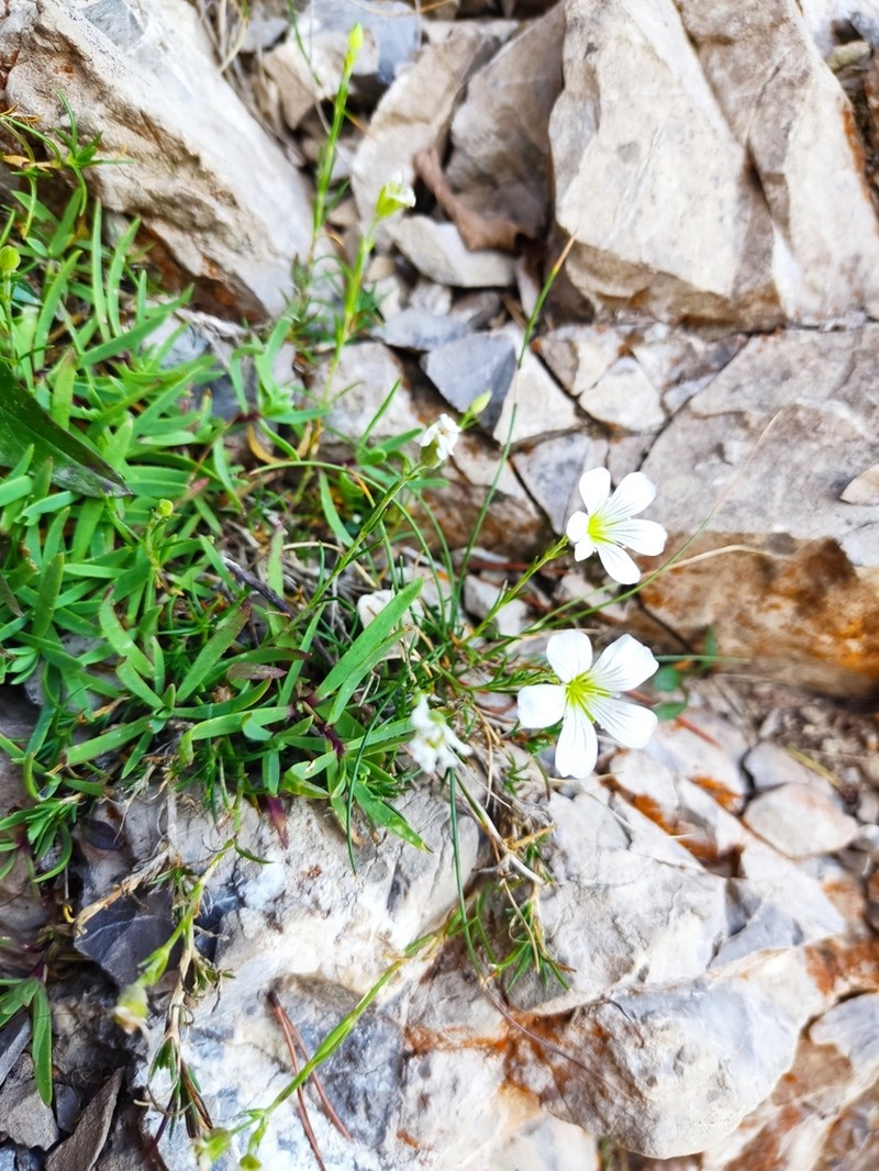 Cherleria langii photo 5