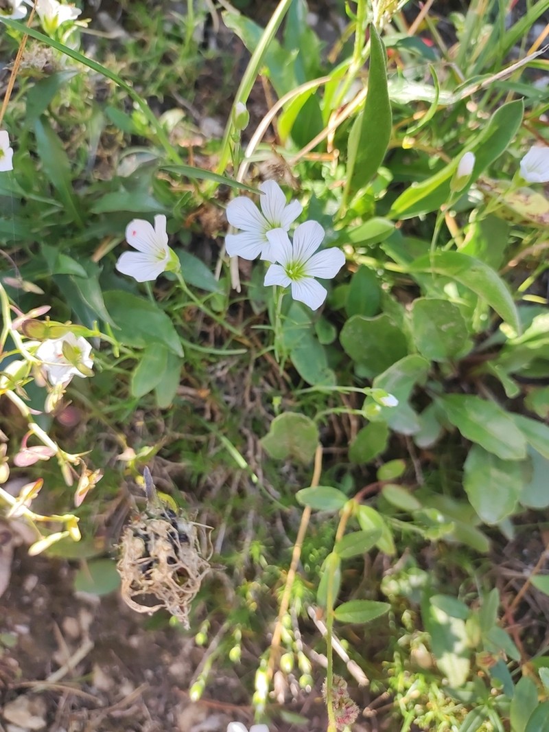 Cherleria langii photo 6