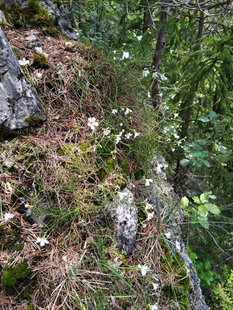 Cherleria langii photo 7