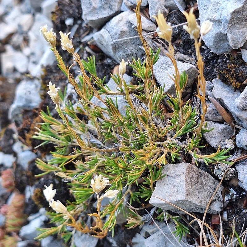 Cherleria langii photo 8