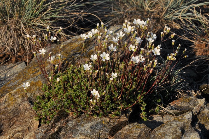 Cherleria laricifolia subsp. diomedis