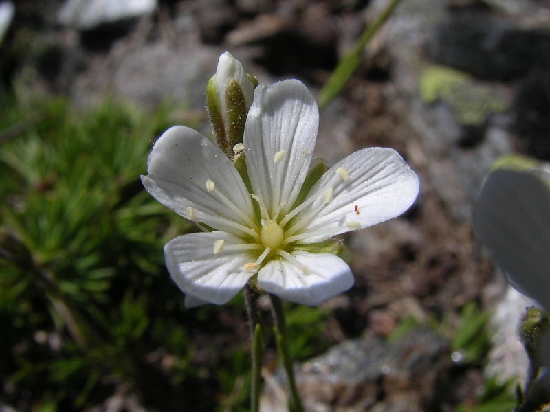 Cherleria laricifolia subsp. diomedis photo 2