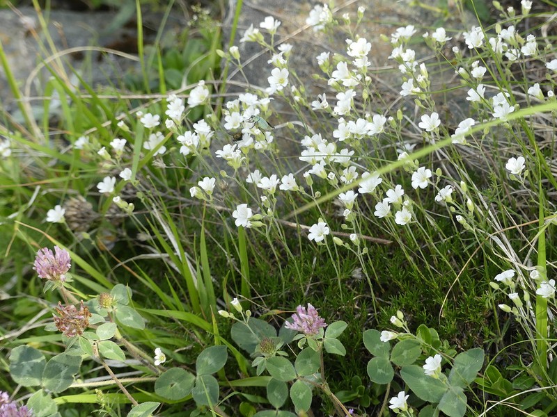Cherleria laricifolia subsp. laricifolia