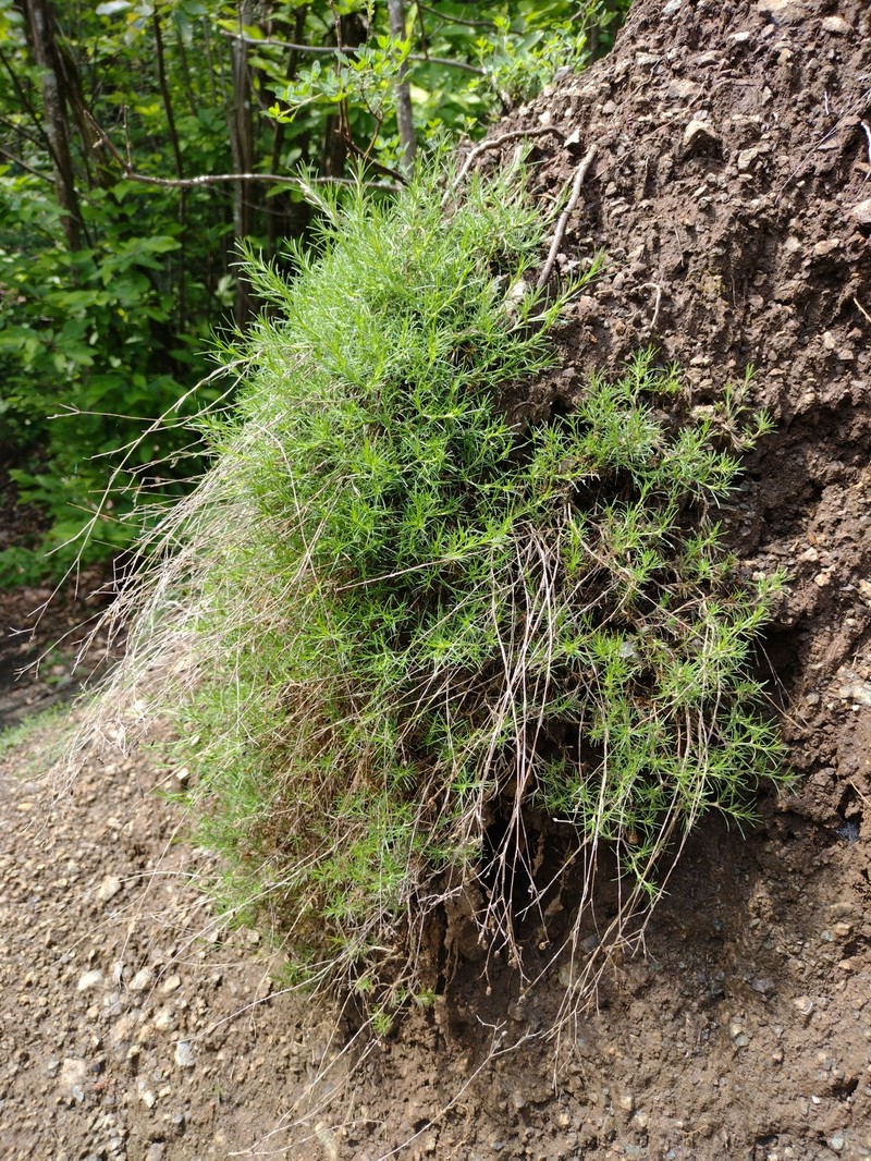 Cherleria laricifolia subsp. ophiolitica