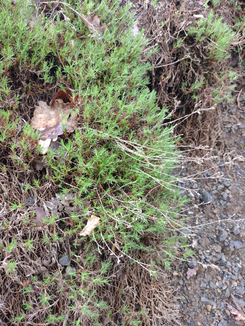 Cherleria laricifolia subsp. ophiolitica photo 2