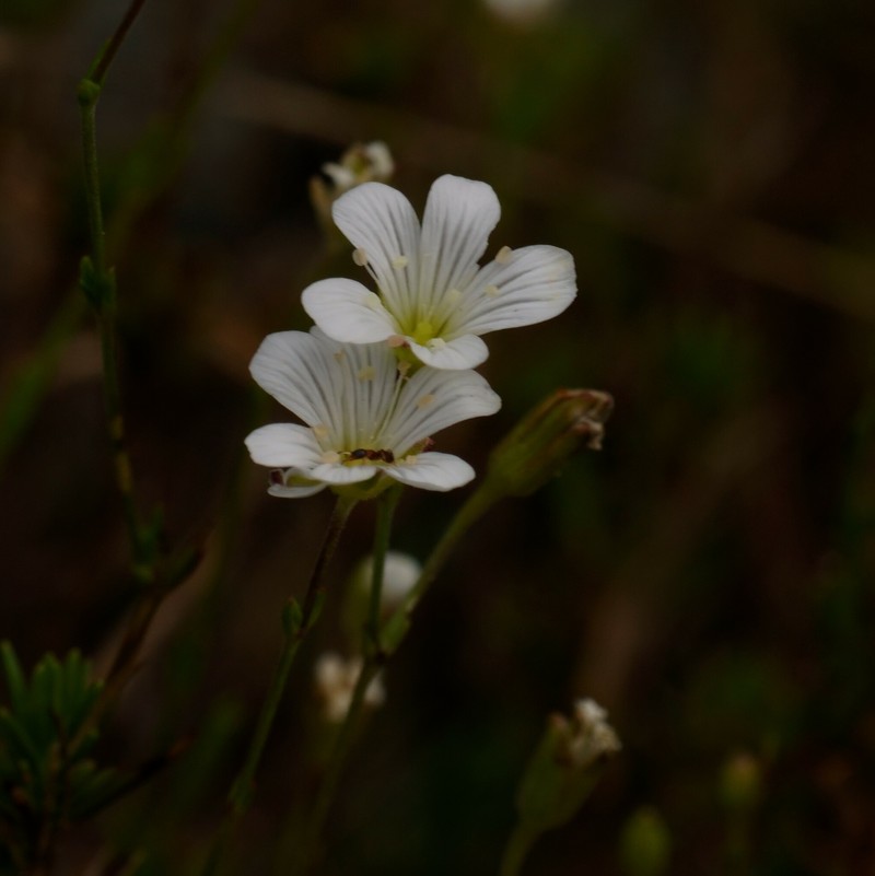 Cherleria laricifolia subsp. ophiolitica photo 3