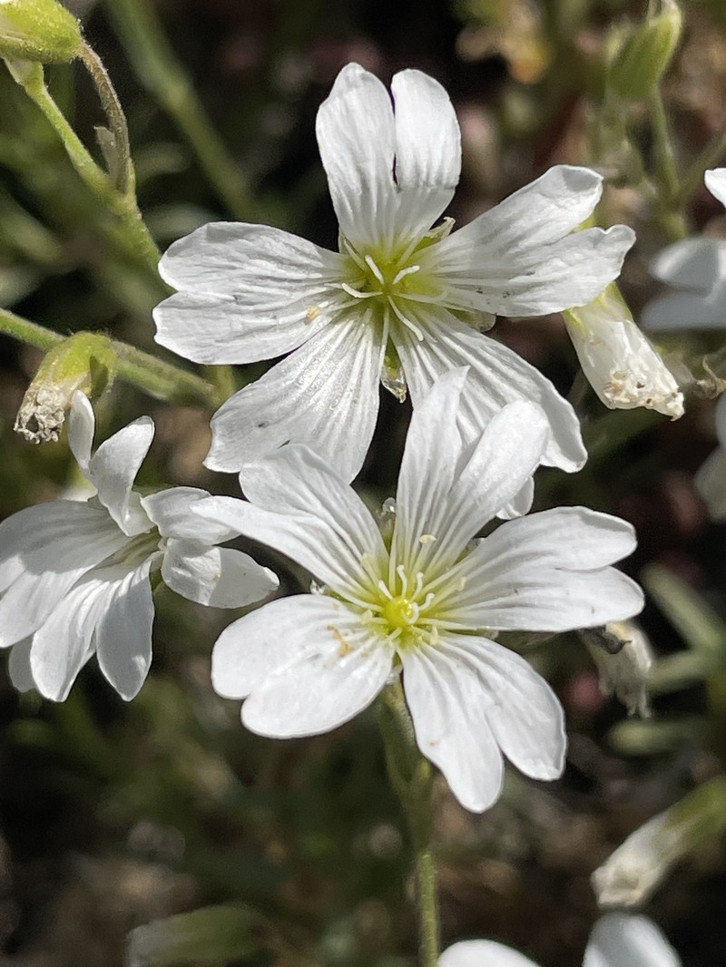 Cherleria laricifolia subsp. ophiolitica photo 4