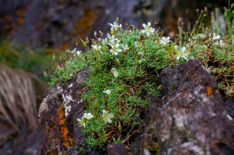 Serpentine Stitchwort