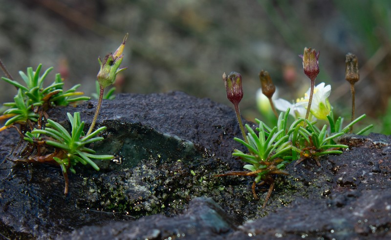 Serpentine Stitchwort photo 2