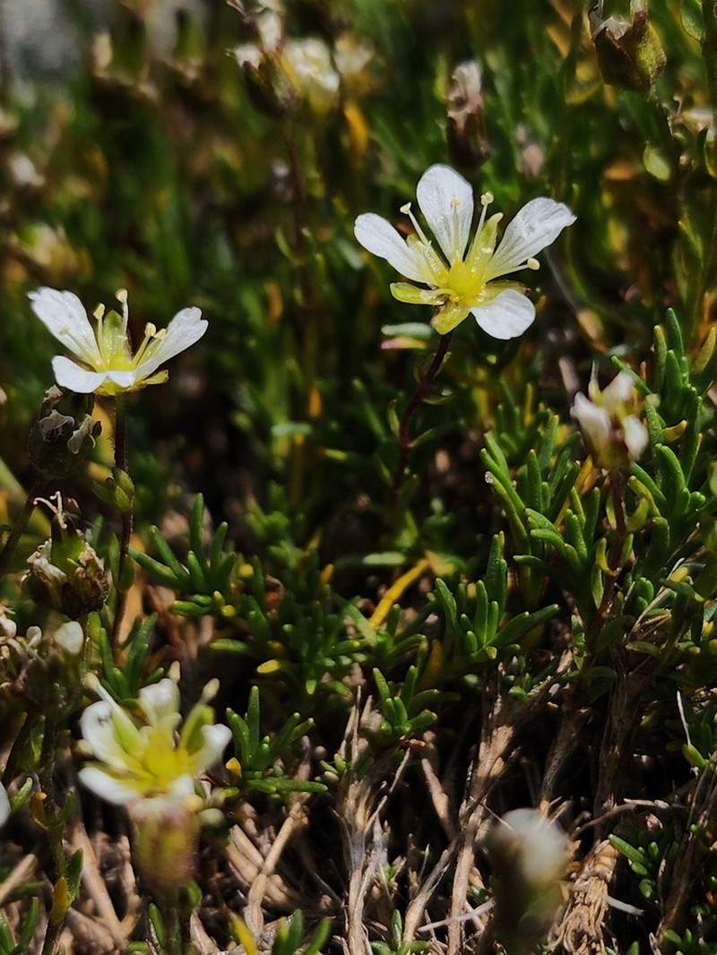 Serpentine Stitchwort photo 3