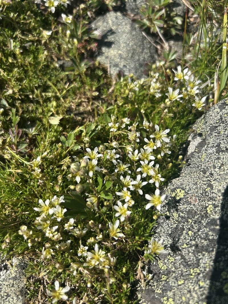Serpentine Stitchwort photo 4