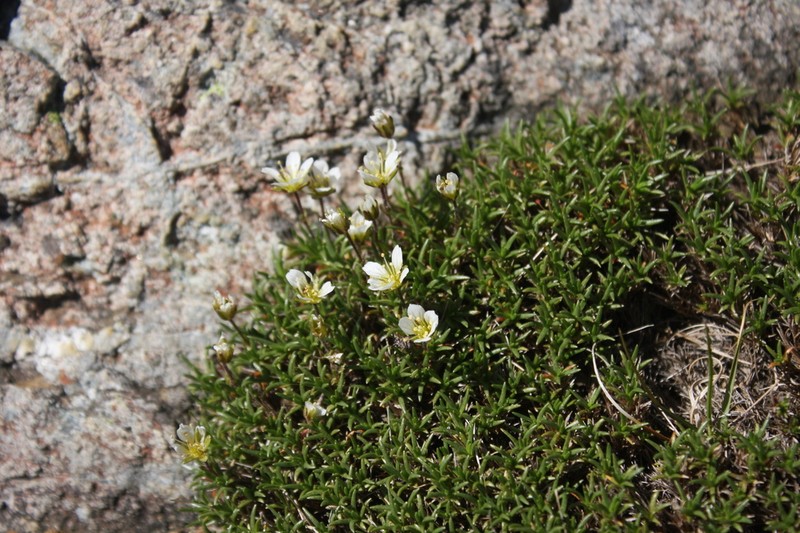 Serpentine Stitchwort photo 5