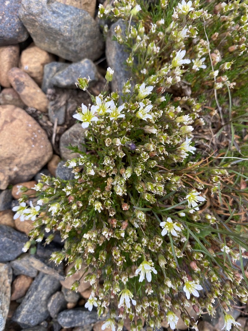 Serpentine Stitchwort photo 7