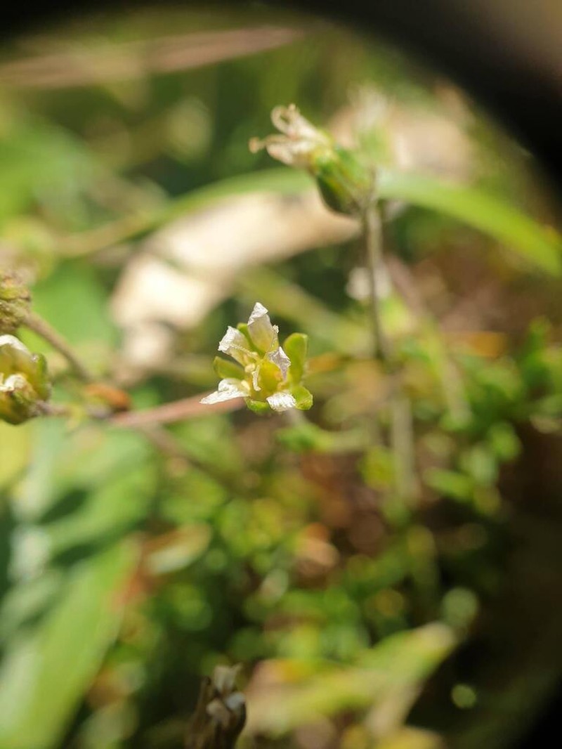 Serpentine Stitchwort photo 8