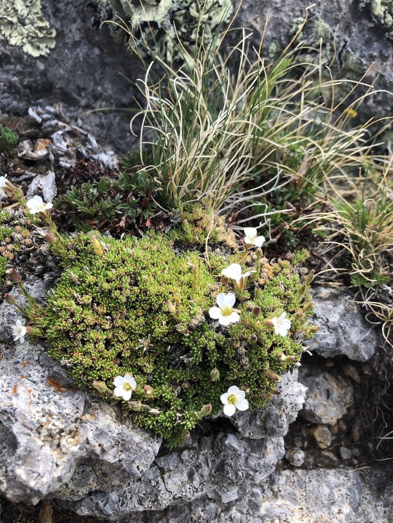 Twinflower Sandwort