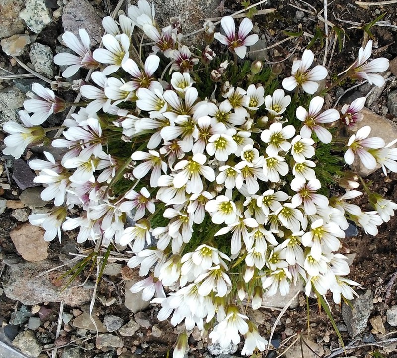 Twinflower Sandwort photo 2