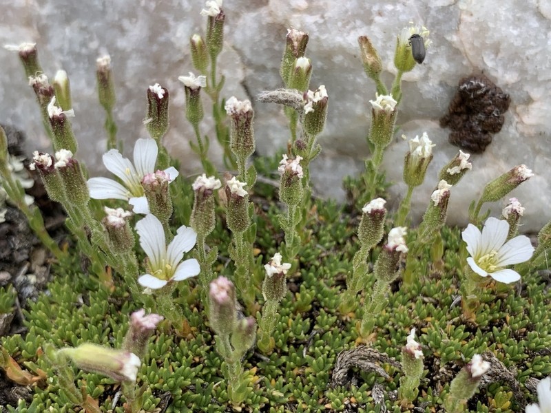 Twinflower Sandwort photo 3