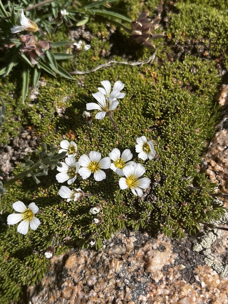 Twinflower Sandwort photo 4