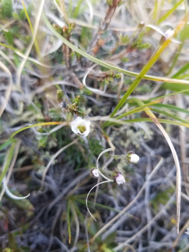 Twinflower Sandwort photo 6