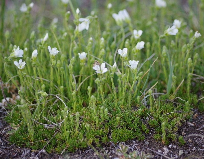 Twinflower Sandwort photo 7
