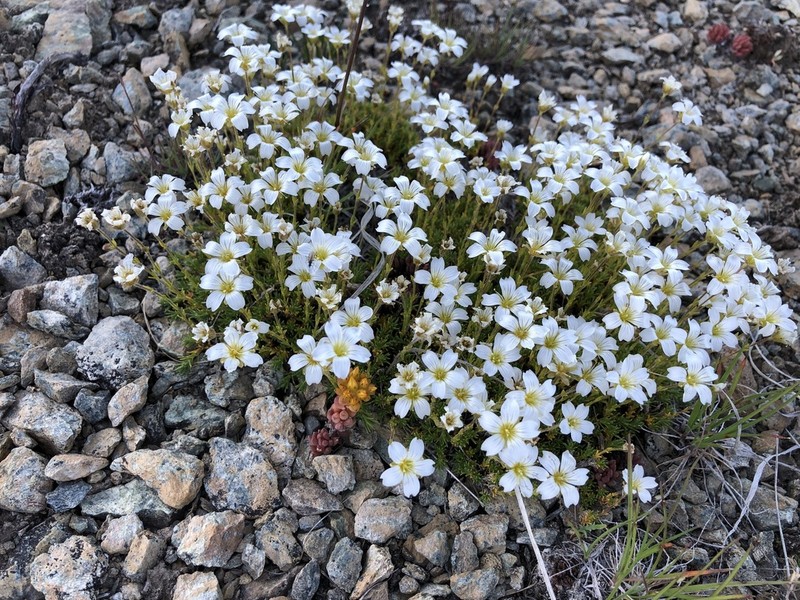 Twinflower Sandwort photo 8