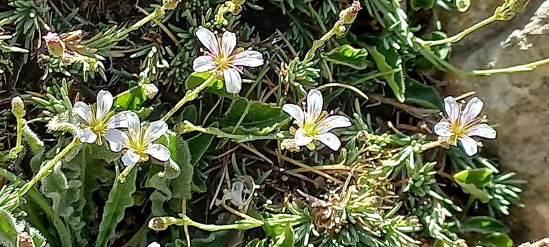 Cherleria rupestris