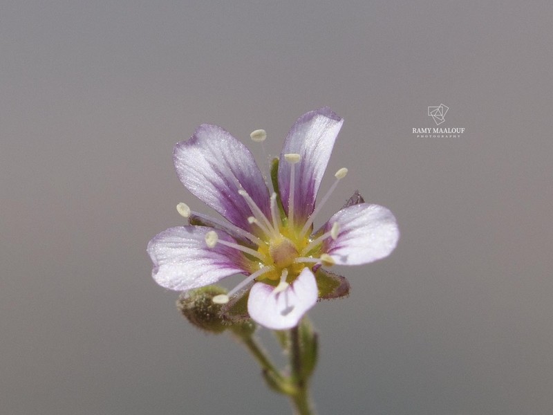 Cherleria rupestris photo 2