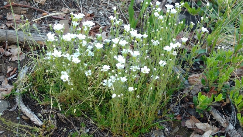 Yukon Stitchwort