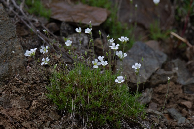 Yukon Stitchwort photo 2