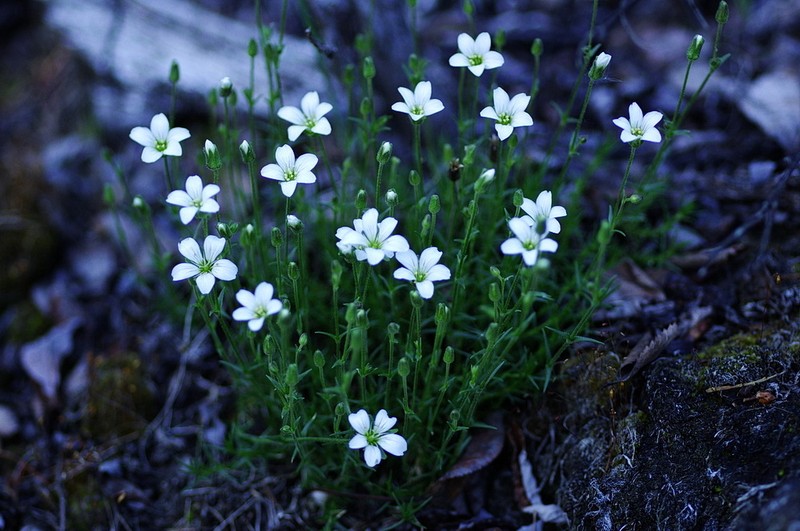 Yukon Stitchwort photo 3