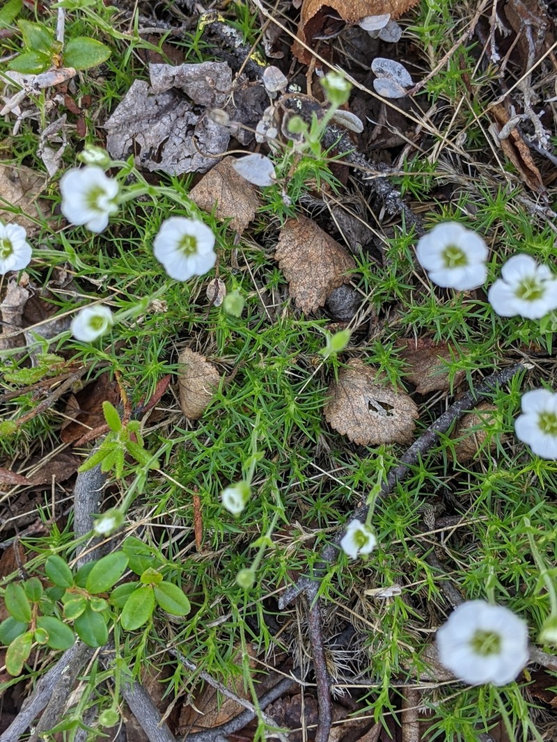 Yukon Stitchwort photo 4
