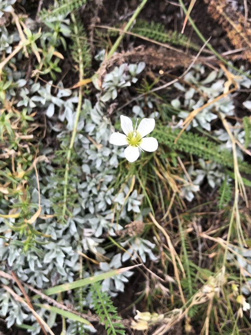 Yukon Stitchwort photo 5