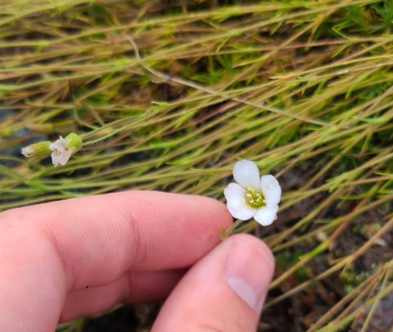 Yukon Stitchwort photo 6