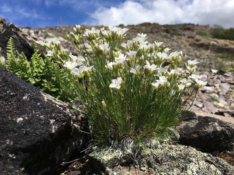 Yukon Stitchwort photo 7