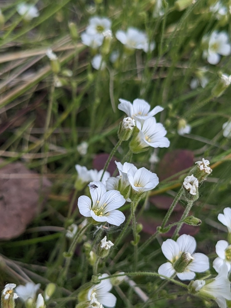 Yukon Stitchwort photo 8