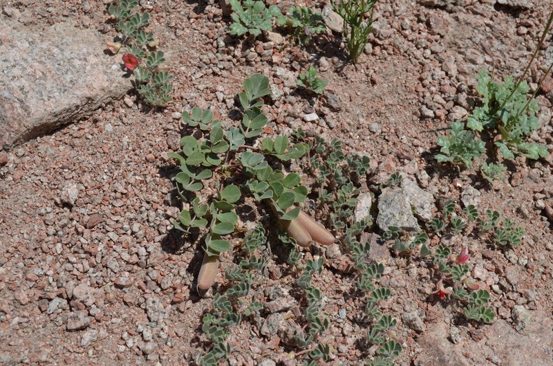 Chesneya nikitinae photo 2