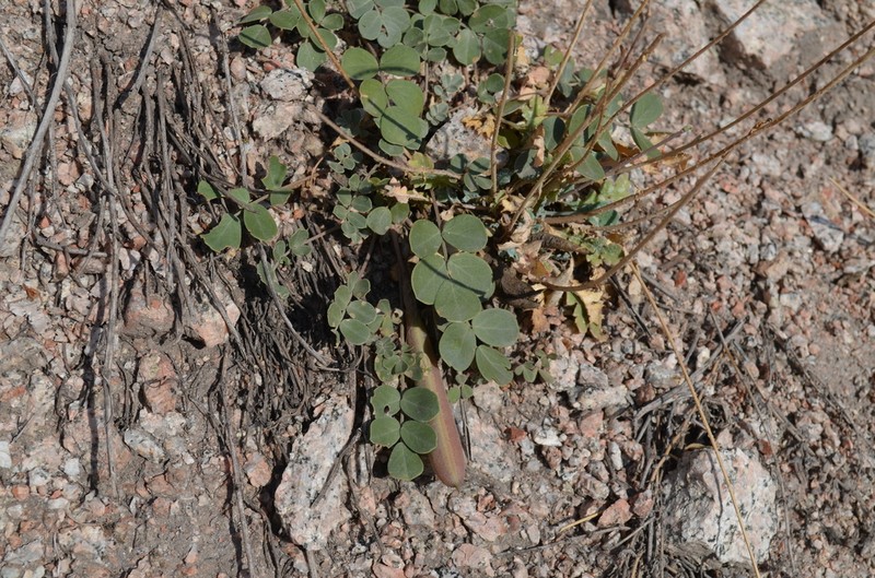 Chesneya nikitinae photo 3