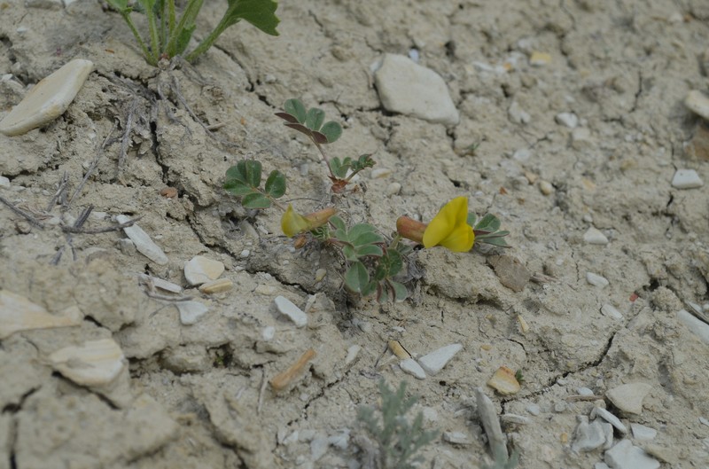 Chesneya nikitinae photo 4