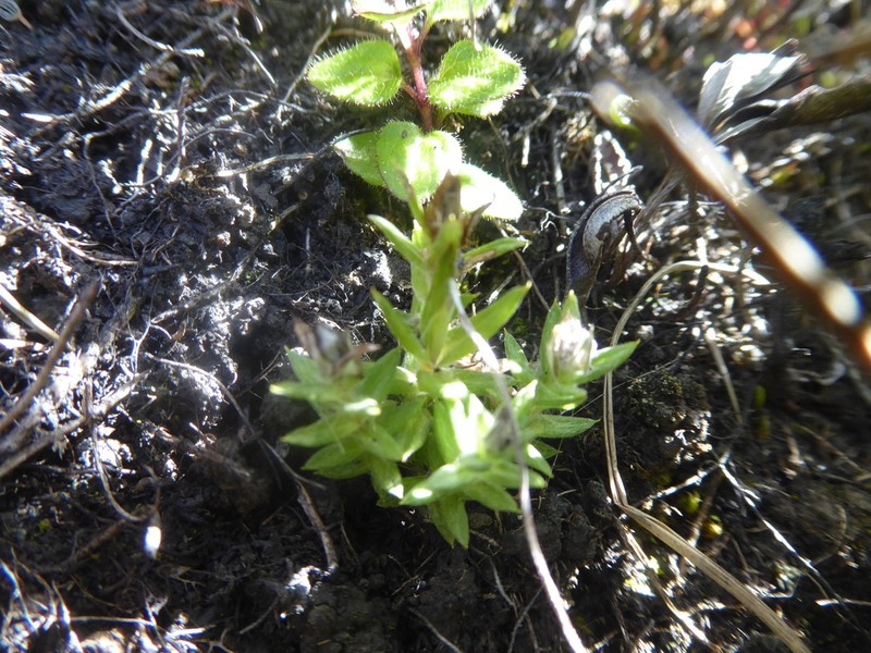 Chevreulia acuminata photo 3