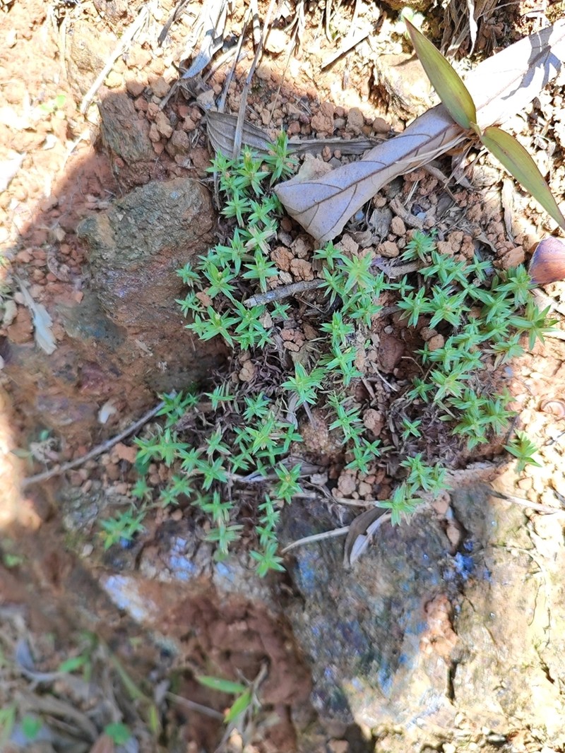 Chevreulia acuminata photo 4