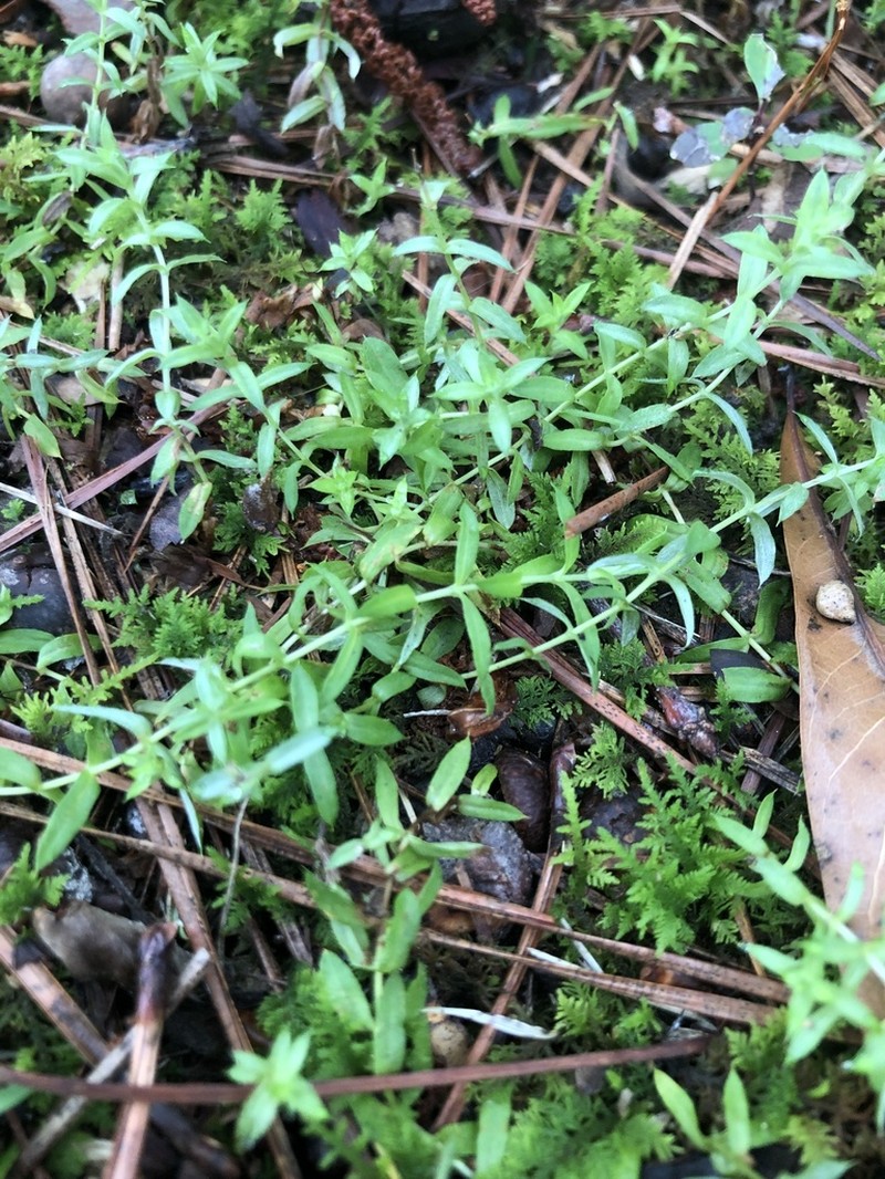 Chevreulia acuminata photo 7