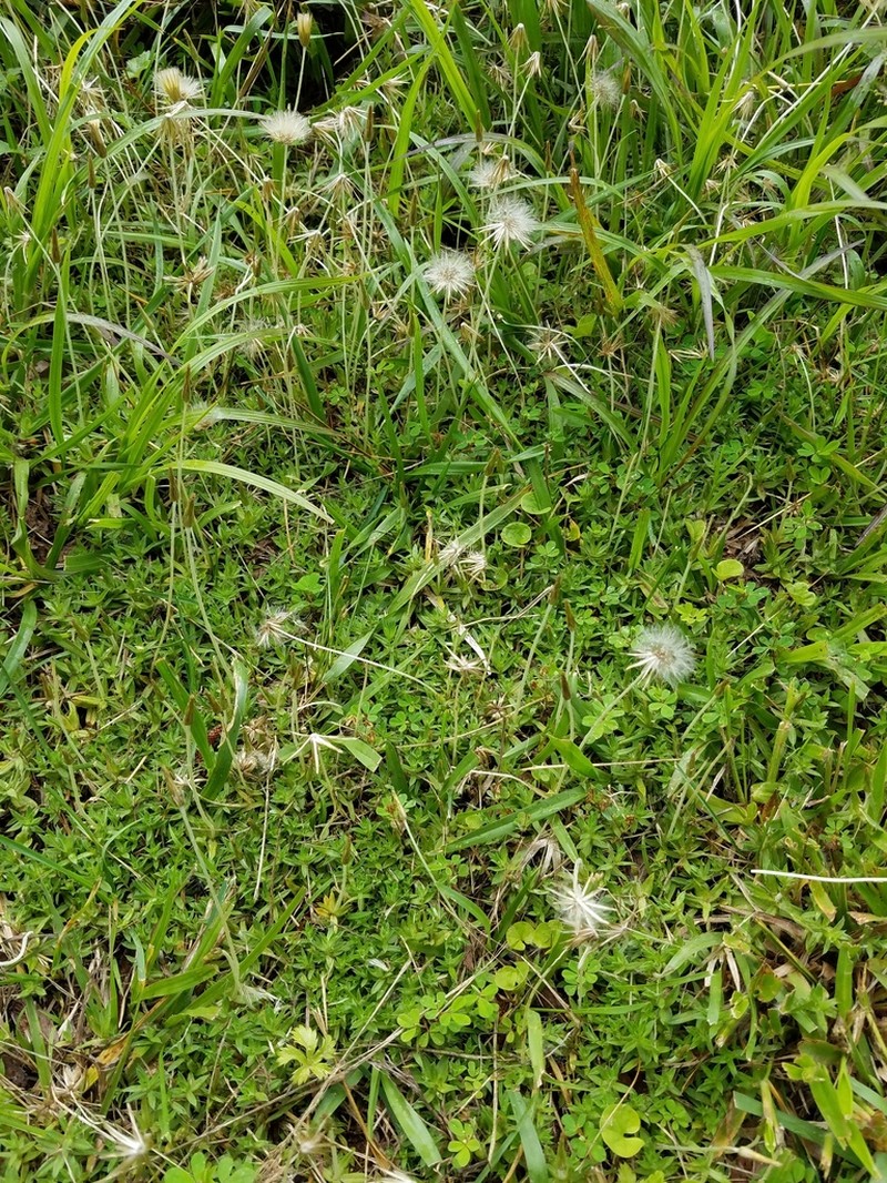 Chevreulia acuminata photo 8