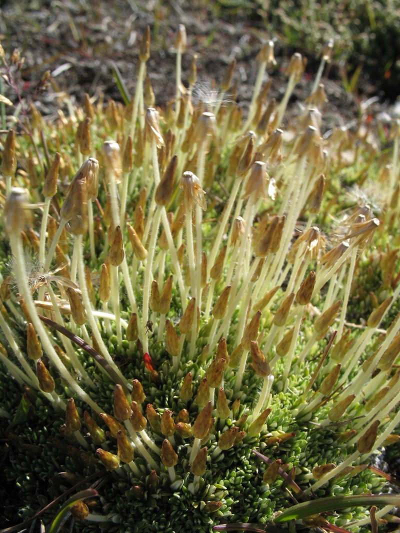 Chevreulia lycopodioides