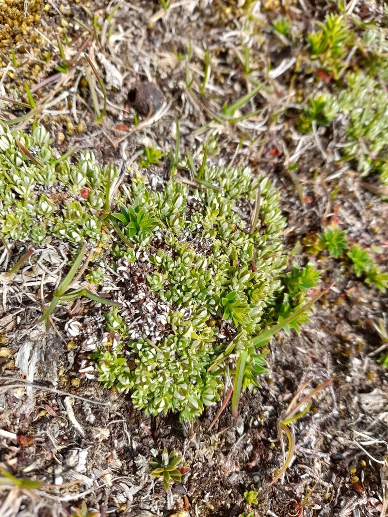 Chevreulia lycopodioides photo 2