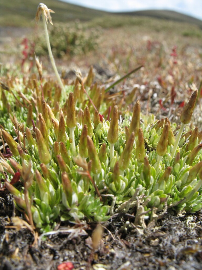 Chevreulia lycopodioides photo 3