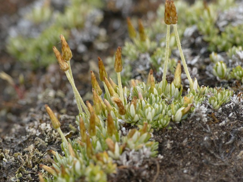 Chevreulia lycopodioides photo 4