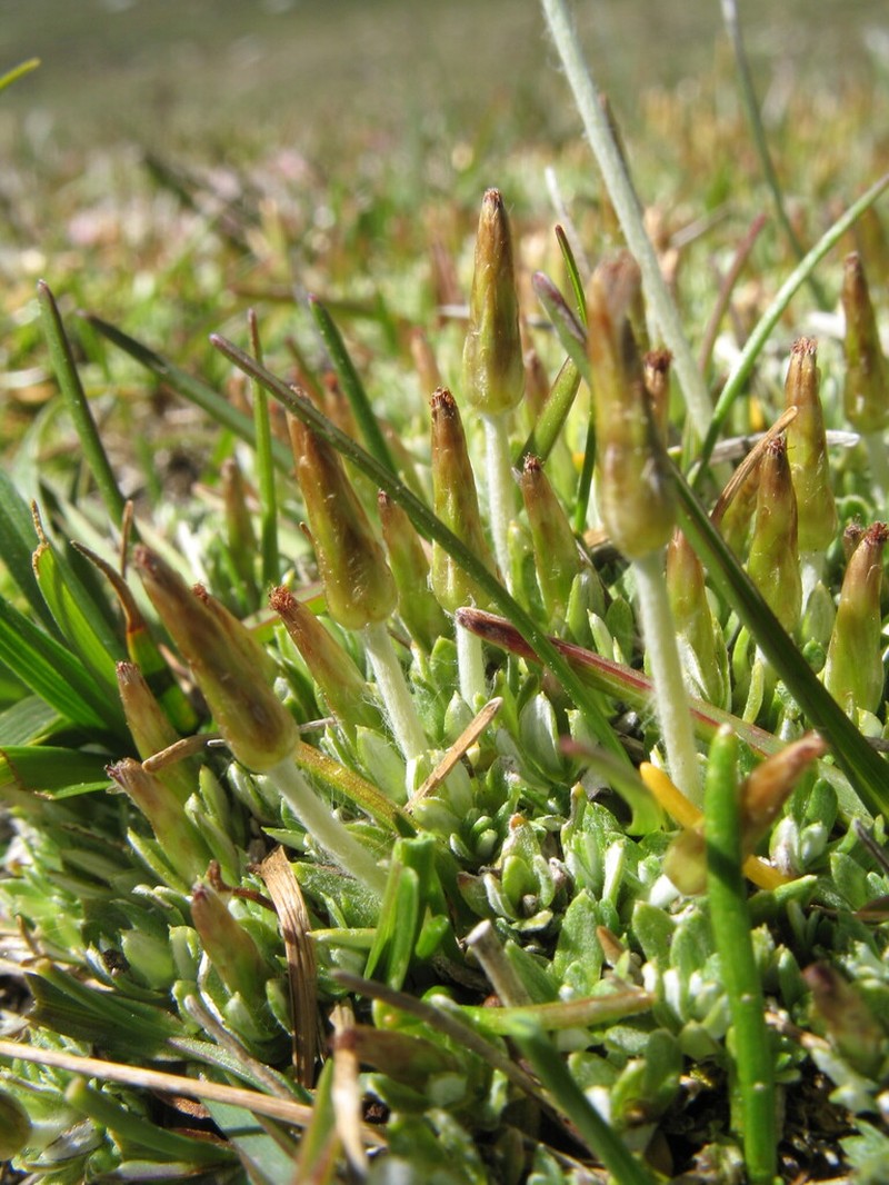 Chevreulia lycopodioides photo 5